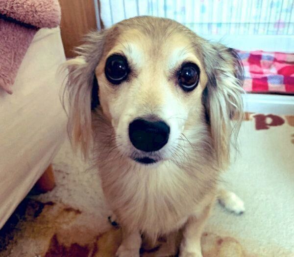 見つめるモコナモドキくん