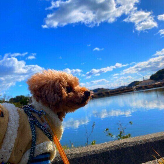 トイ・プードルの nicoくん