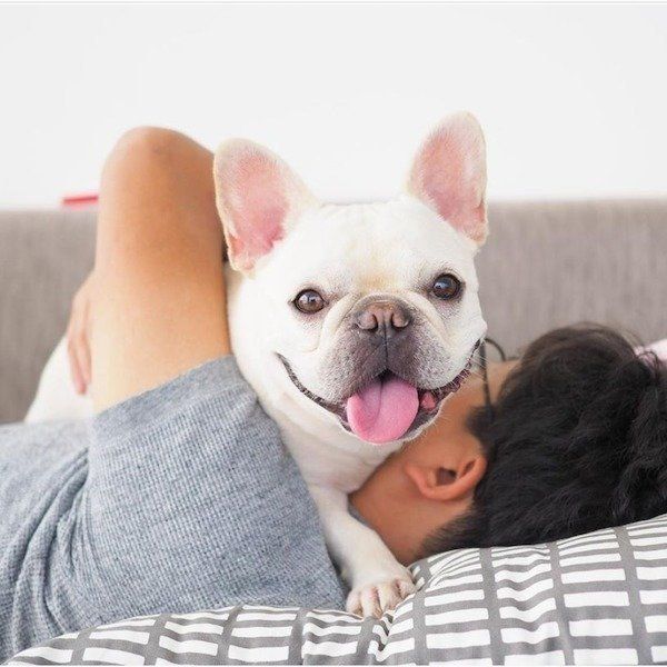 喜びを爆発させるフレンチ・ブルドッグ