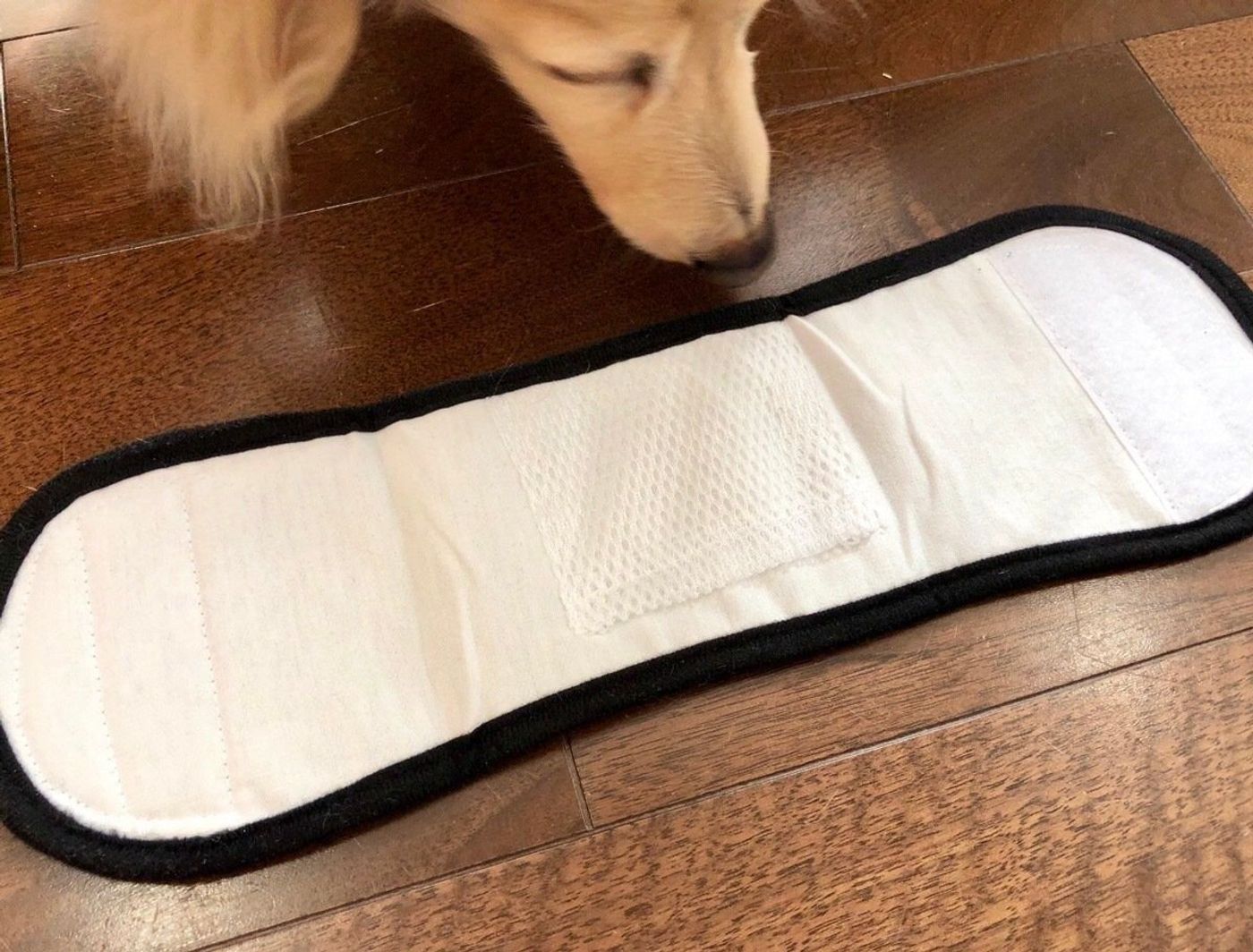 マーキング対策に ダイソー 犬のマナーベルト を使ってみた いぬのきもちweb Magazine マーキング対策に ダイソー 犬のマナーベルト を使ってみた いぬのきもちweb Magazine