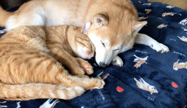 いつも一緒にいたい柴犬と茶トラ猫