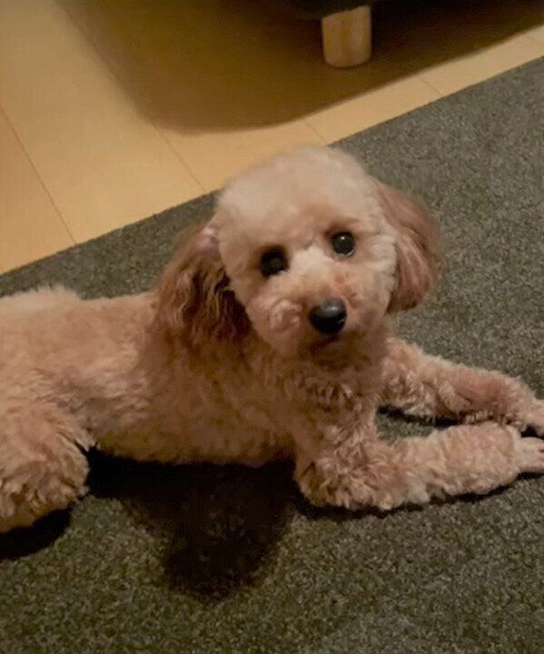 まだ寝たくないトイ・プードル