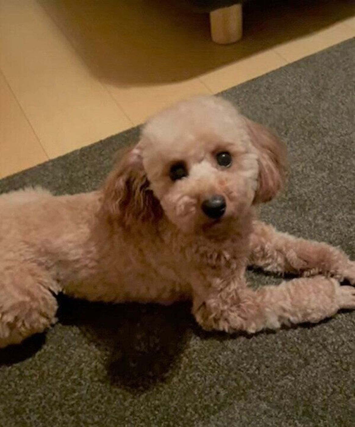 まだまだ寝たくない 飼い主さんに 寝よう といわれてもそばから離れないトイプー いぬのきもちweb Magazine まだまだ寝たくない 飼い主さんに 寝よう といわれてもそばから離れないトイプー いぬのきもちweb Magazine