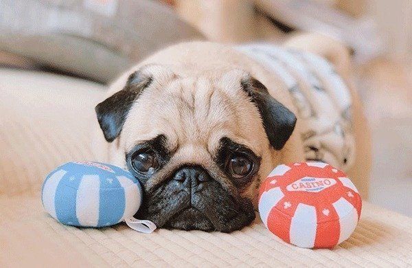 見つめるぱぐぞうくん