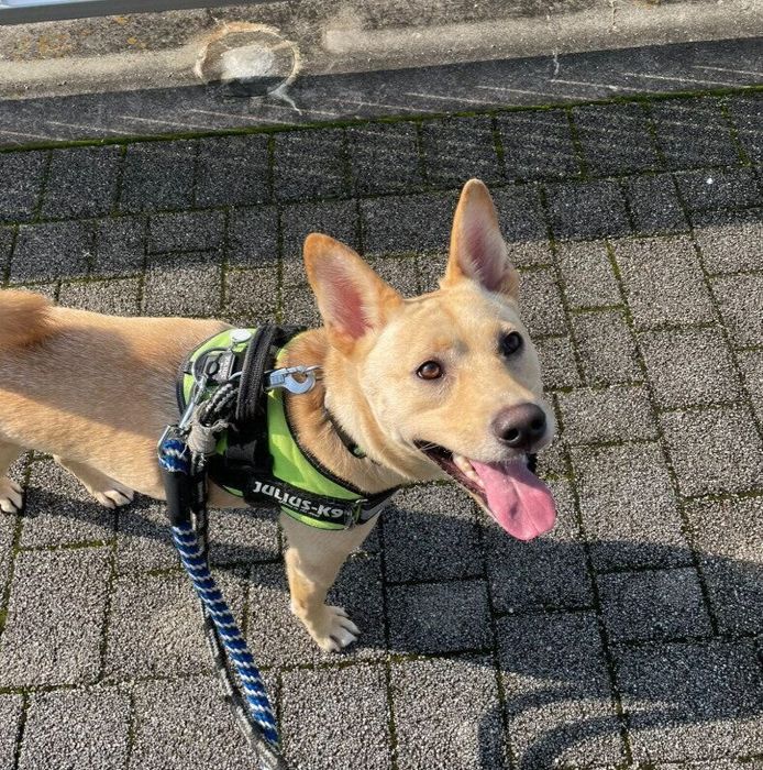 お散歩中、笑顔の表情の犬