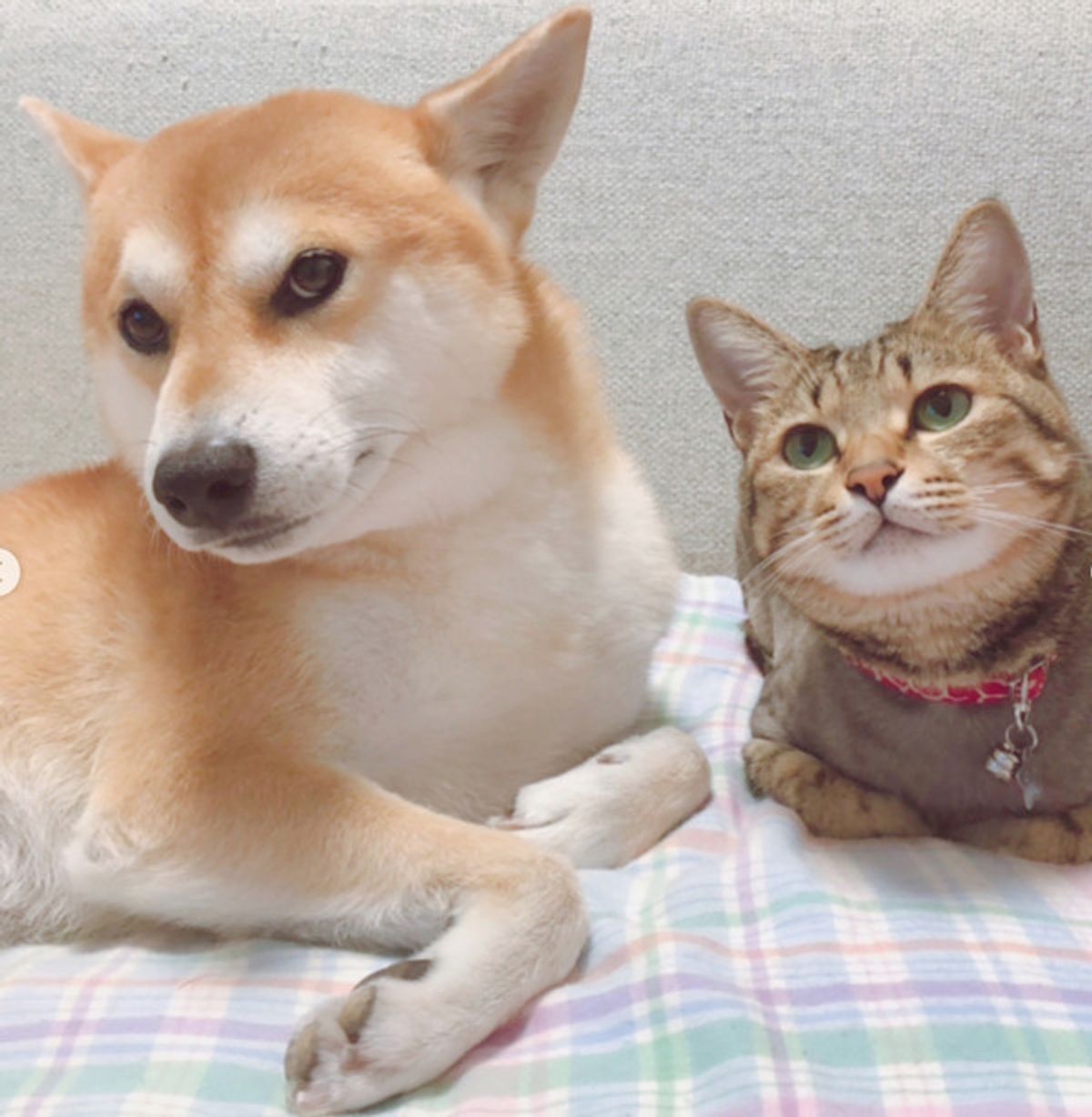 モグモグタイム中のチンチラちゃん その様子を見て 全員集合 いぬのきもちweb Magazine モグモグタイム中のチンチラちゃん その様子を見て 全員集合 いぬのきもちweb Magazine