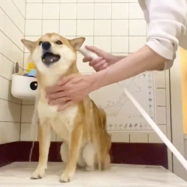 シャワーを浴びるりんご郎くん