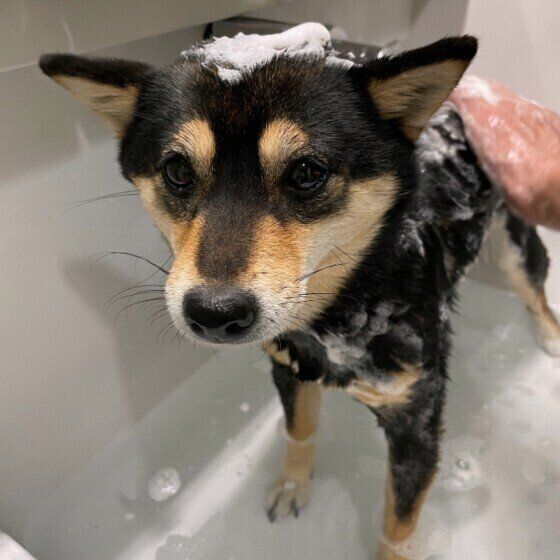 柴のおすしちゃん