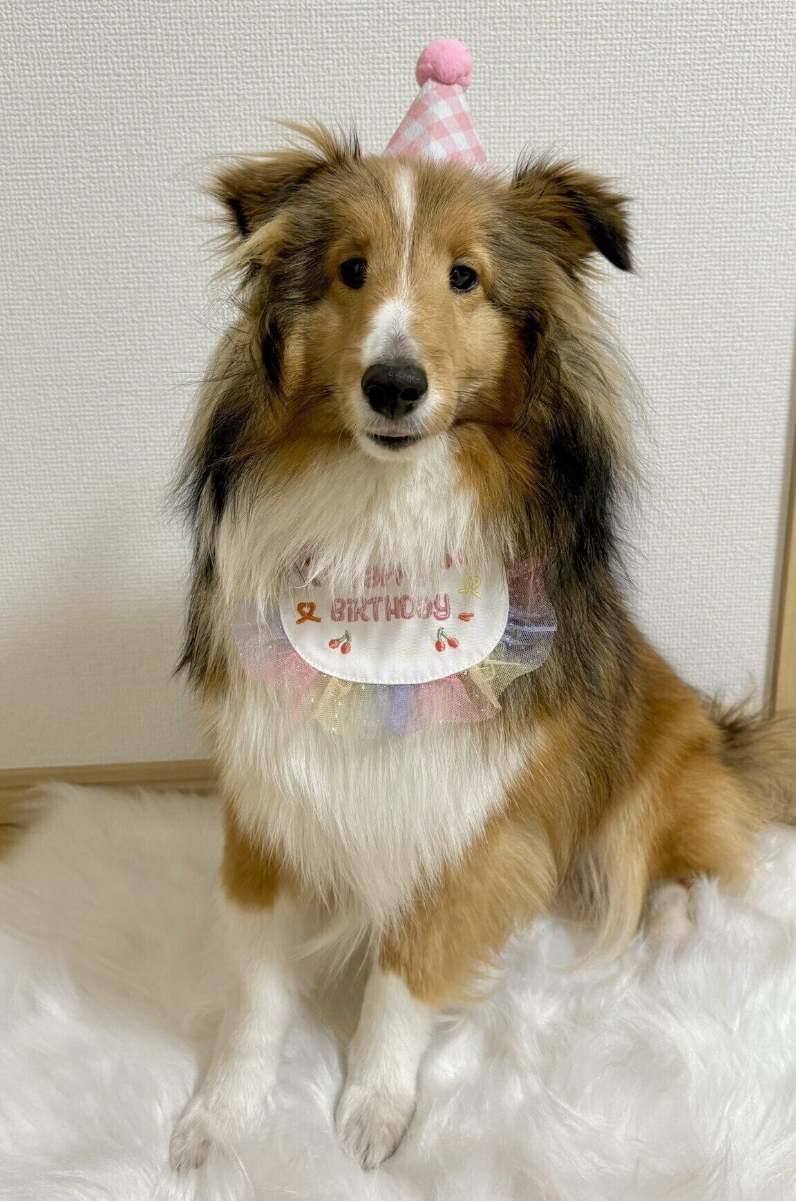 1才のお誕生日を迎えたきなこちゃん