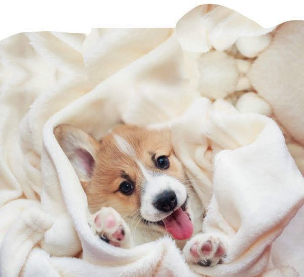 笑顔を見せる犬