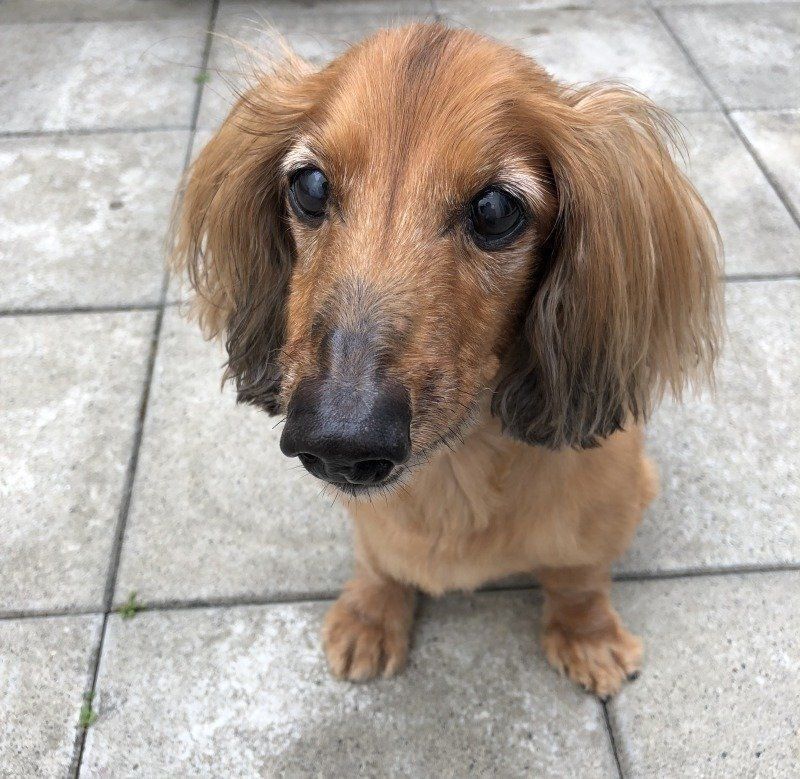 愛犬のミニチュア・ダックスフンド