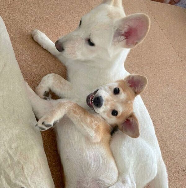 くっつく梅ちゃん、稀ちゃん