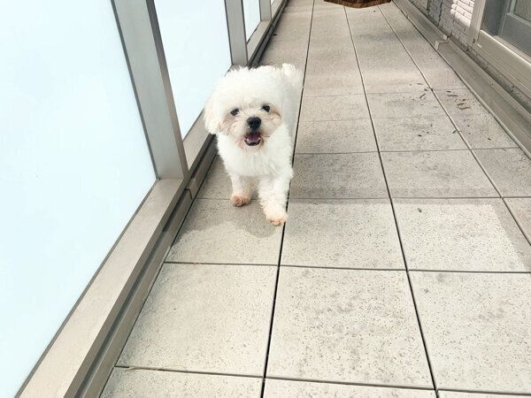 お迎え当時のわむうくん