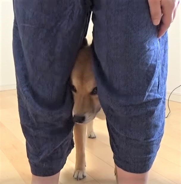 飼い主の影に隠れる柴犬