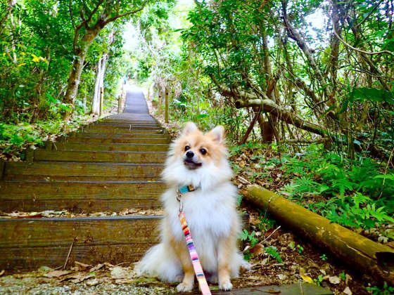 老いるとしなくなる犬の意外な変化