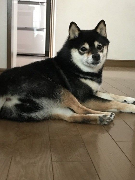 たぬき顔の柴犬