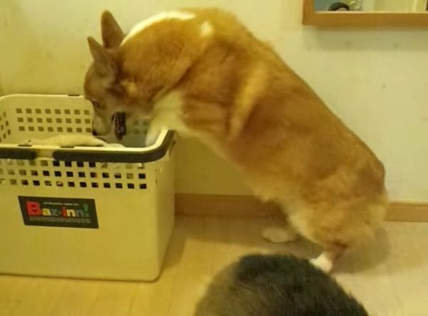 雷が怖いコーギー