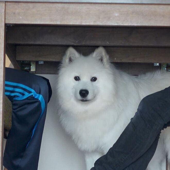 テーブルの下にいるサニーちゃん