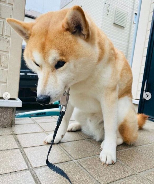 玄関でうなだれるなぎまるくん