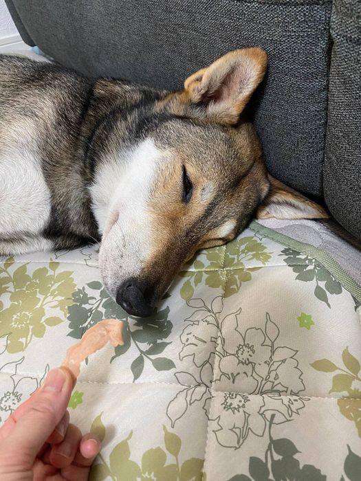おいしそうなものを目の前にしながら眠る次元くん