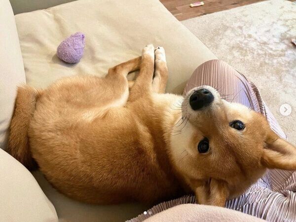 見つめる虎太郎くん