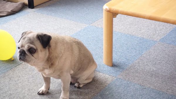 ごはんが待ちきれない