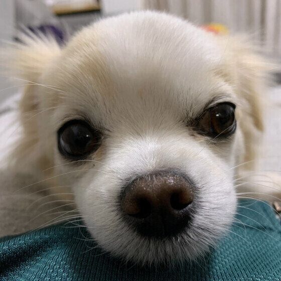 犬の老化を早める飼い主のNG行動3つ いぬのきもち