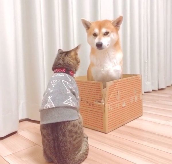 ダンボールの中に入るHaluくんと、見つめるMugiくん