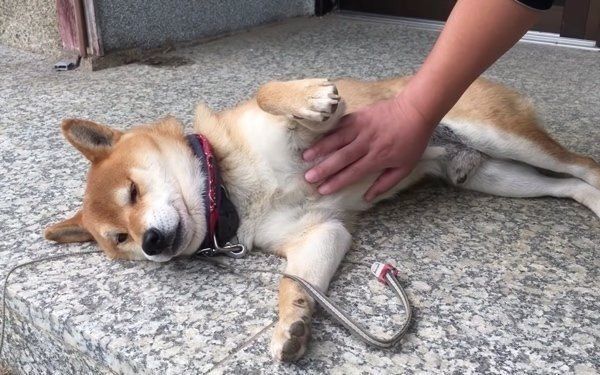 撫でられるのが好きな柴犬