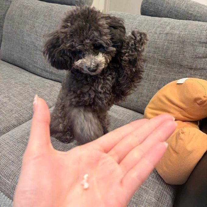 飼い主さんの手を見て前足を振り上げるししおうまるくん