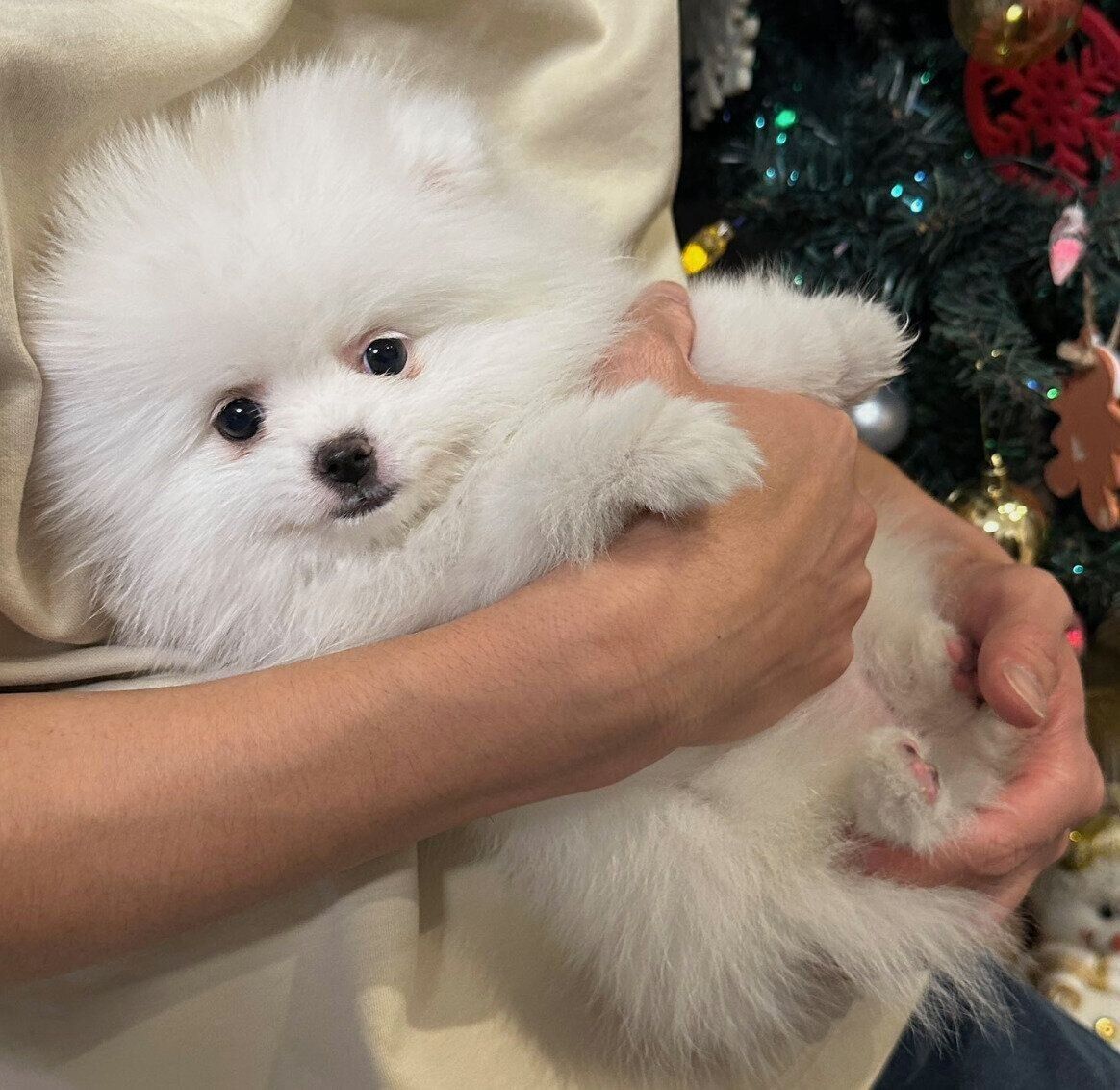 生後3カ月のころに撮影したこっぺちゃん