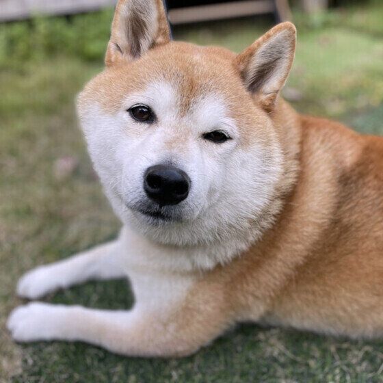 毎日のお留守番をこなす柴犬のコタローくん