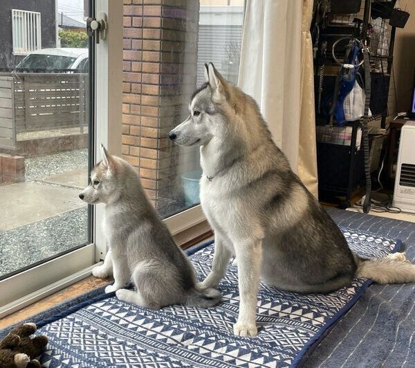 飼い主さんの夫のことを見送る、レイくんとリクくん