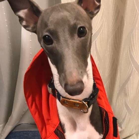 イタリアン・グレーハウンド