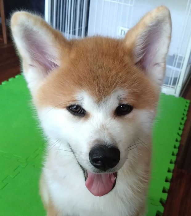 生後3カ月のころに撮影したもくくん