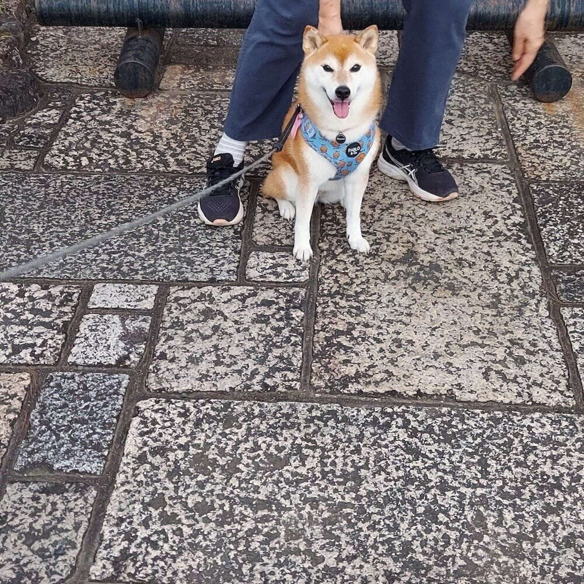 柴犬あるある 子犬のイヤイヤ期は不器用なとこ 連載 ここ掘れここ柴 Vol 129 いぬのきもちweb Magazine 柴犬あるある 子犬のイヤイヤ期は不器用なとこ 連載 ここ掘れここ柴 Vol 129 いぬのきもちweb Magazine