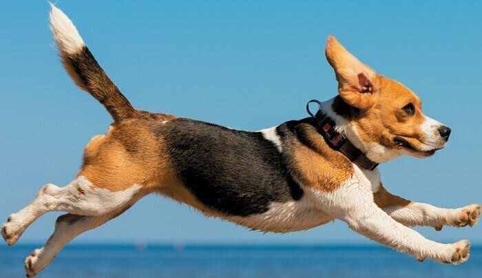走る犬
