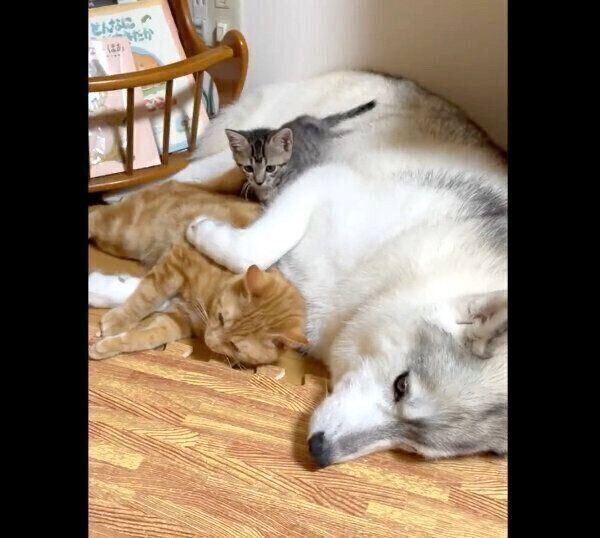 仲良しなユキちゃん、レンくん、サンくん