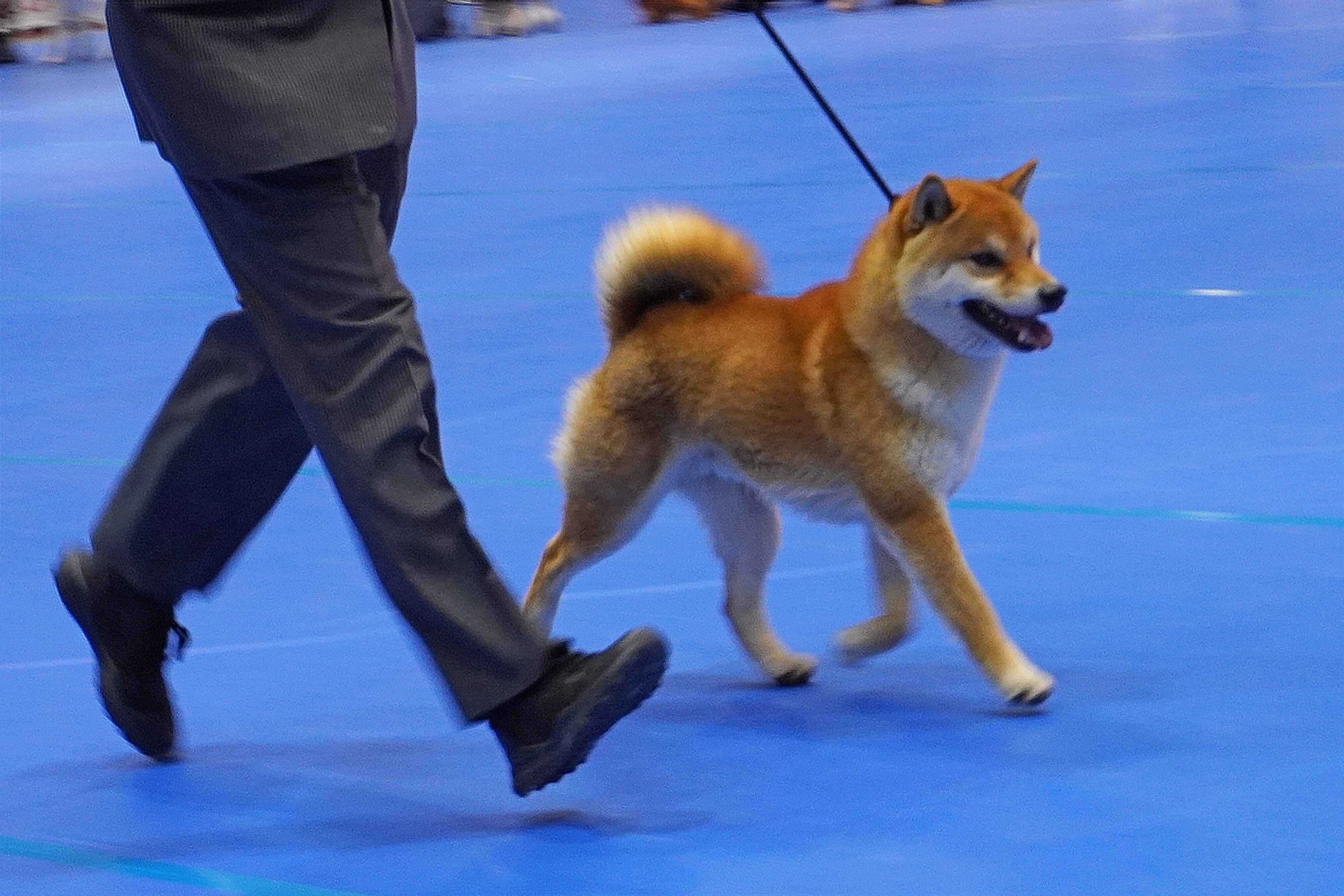ドッグショーの柴犬
