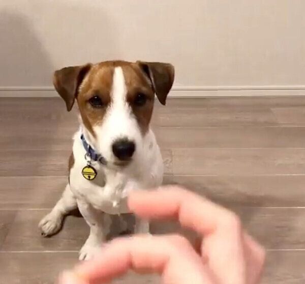 飼い主さんの手を見つめるまめたくん