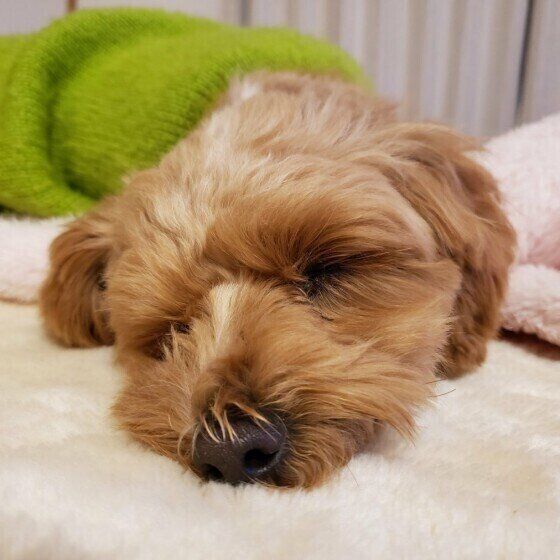 犬のよい眠りのためにしてはいけない飼い主の行動とは？ いぬのきもち