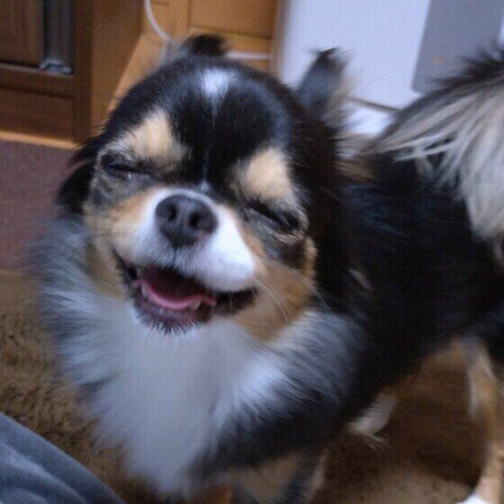 犬が目を細めて口角を上げているのは笑っているの？ 犬の表情や仕草を読み解くコツ チワワ