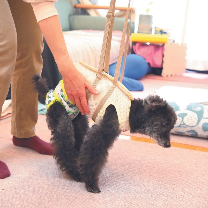 散歩用アシストベスト（介護用）は探し回った結果、ＷＨＣＹのものが、後ろにも重心が保たれてベストだったそう