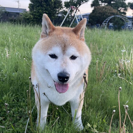 犬の認知症はどんな病気？ 認知症になりやすい犬の傾向を獣医師に聞いた いぬのきもち
