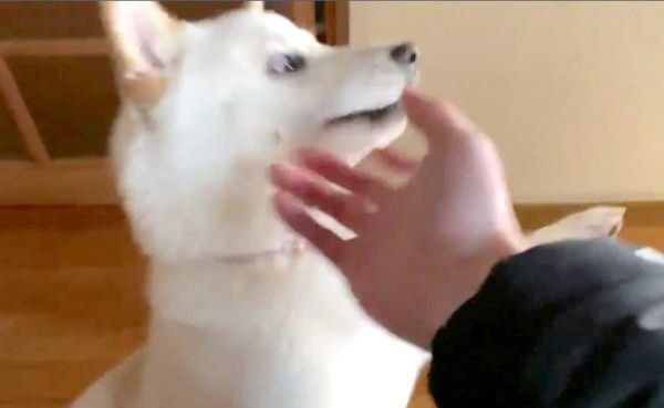 飼い主さんを出迎えるはるちゃん