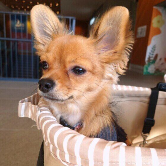 冬に多く見かける犬に危険な3つの植物 犬が中毒を起こさないためにできることは？ いぬのきもち