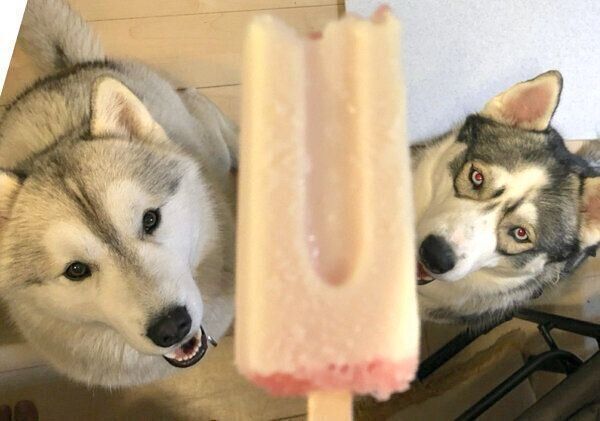 見つめるロキちゃんとラリマーちゃん