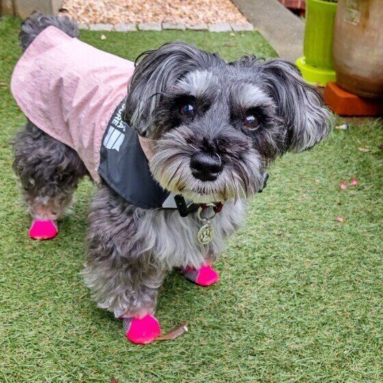 レインコートを着るミニチュア・シュナウザー