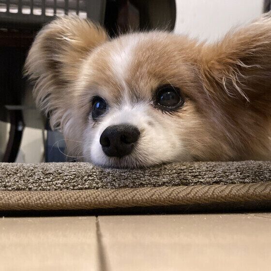 シニア犬に適した散歩の仕方とは 散歩中に歩かなくなるのは犬からのサインかも？ いぬのきもち