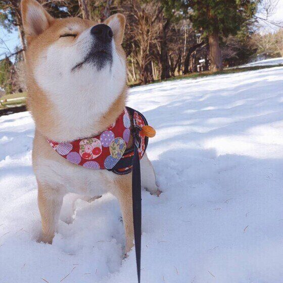 散歩をする柴犬